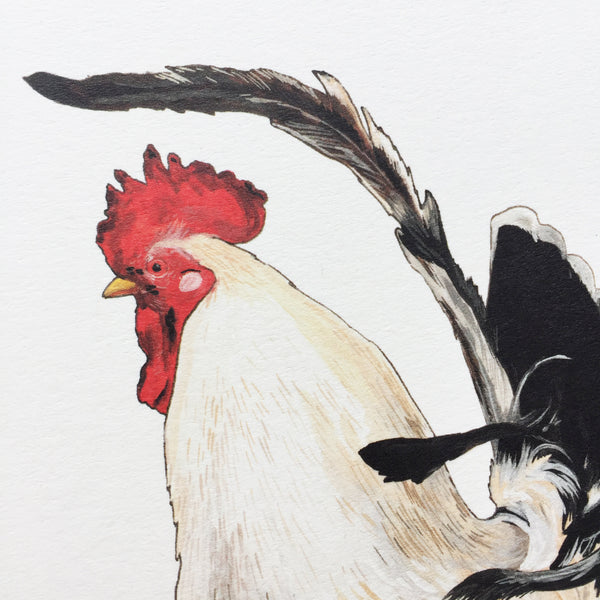 White Rooster Card