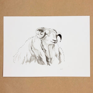 Original Ram Pen & Ink Drawing