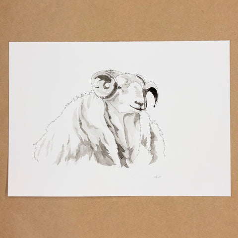 Original Ram Pen & Ink Drawing