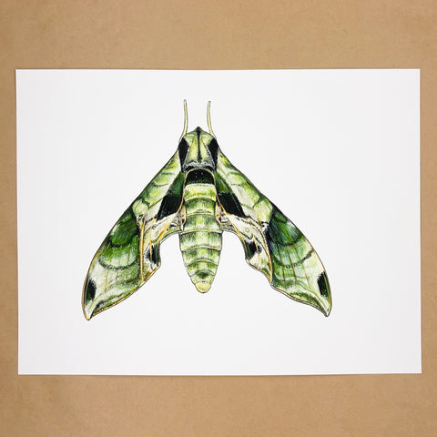 Original Pandora Sphinx Moth Painting
