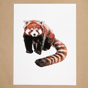 Red Panda Print