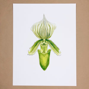 Lady Slipper Orchid Print