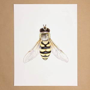 Hoverfly Print