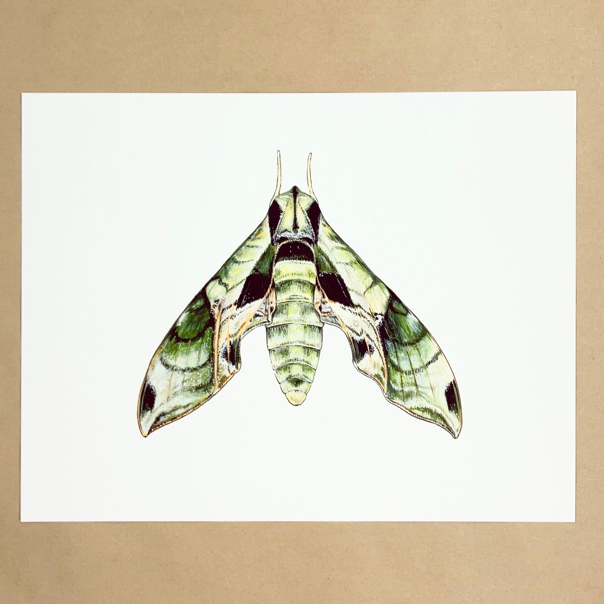 Pandora Sphinx Moth Print