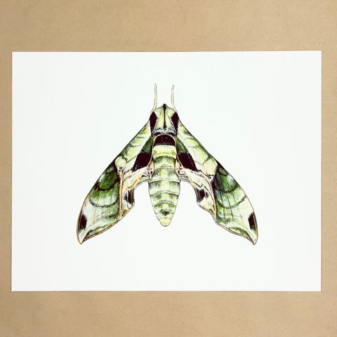 Pandora Sphinx Moth Print