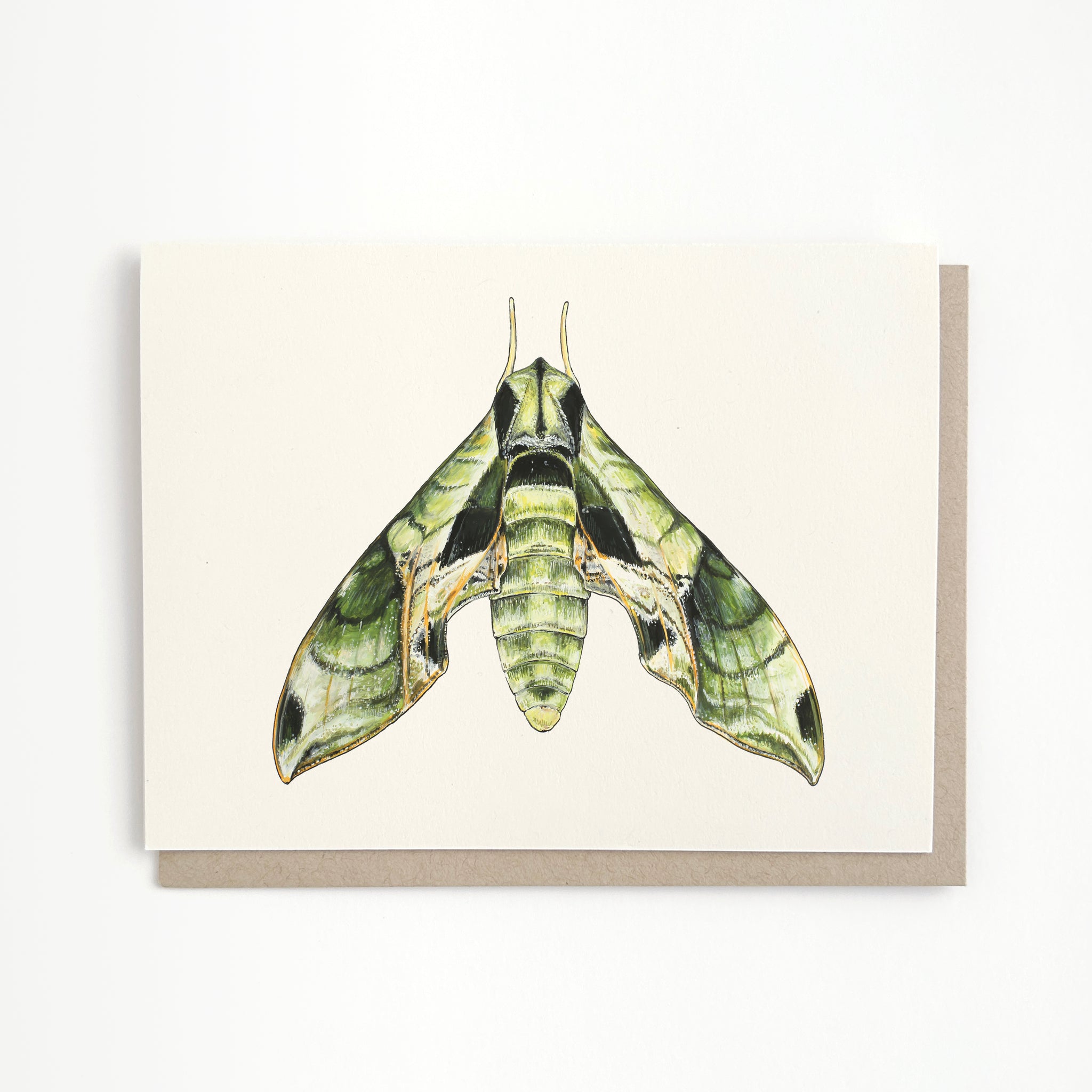 Pandora Sphinx Moth Card