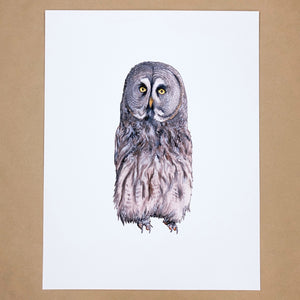 Great Grey Owl Print