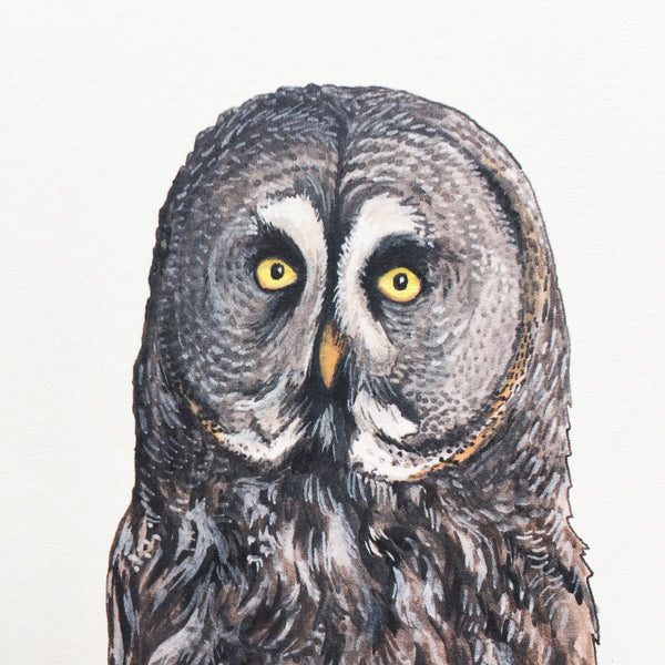 Great Grey Owl Card