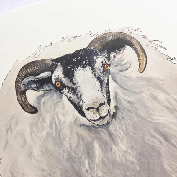 Horned Sheep Card