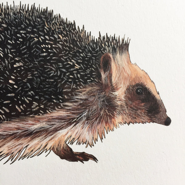 Hedgehog Card