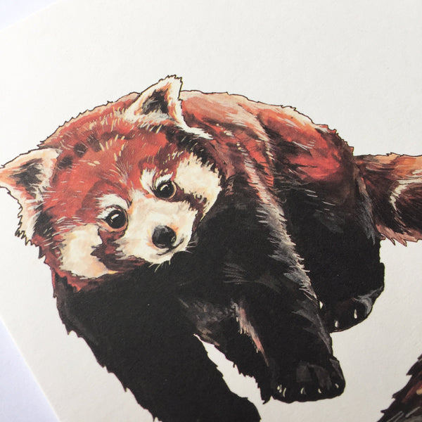 Red Panda Card