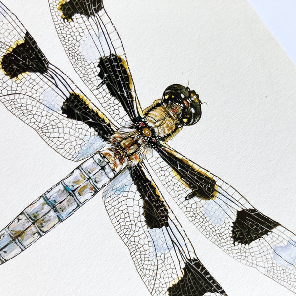 Dragonfly Card
