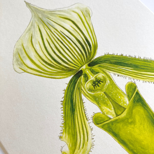 Lady Slipper Orchid Card