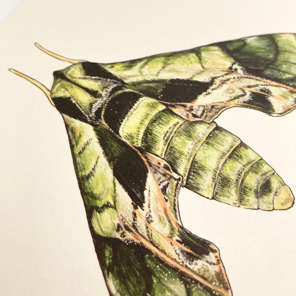 Pandora Sphinx Moth Card