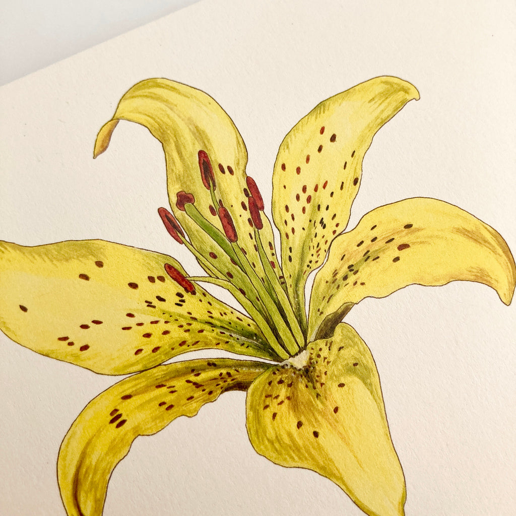 Pencil Drawings Of Tiger Lilies pencil-drawings-of-tiger-lilies