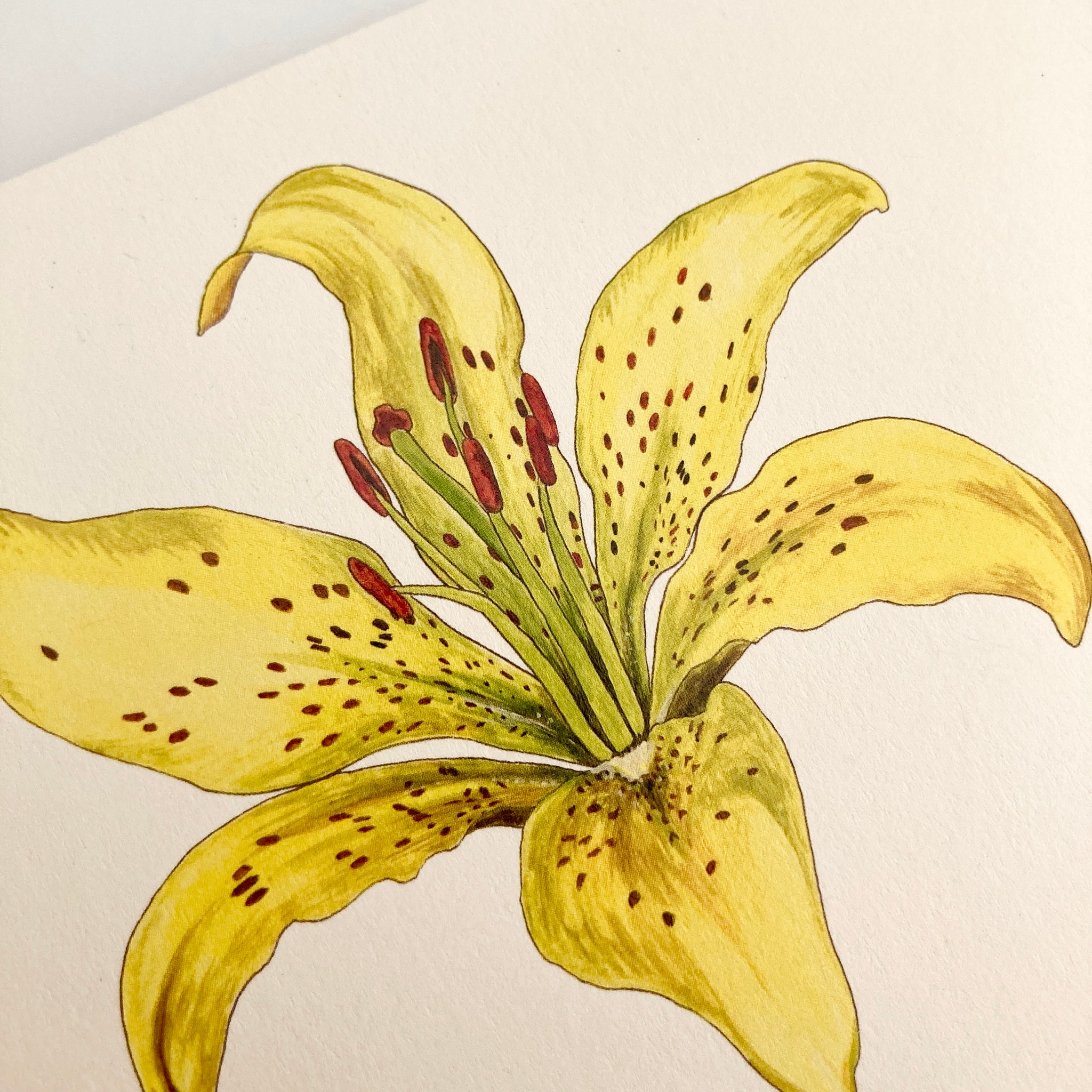 ma tiger lily Tiger Lily Card – Irene Akio